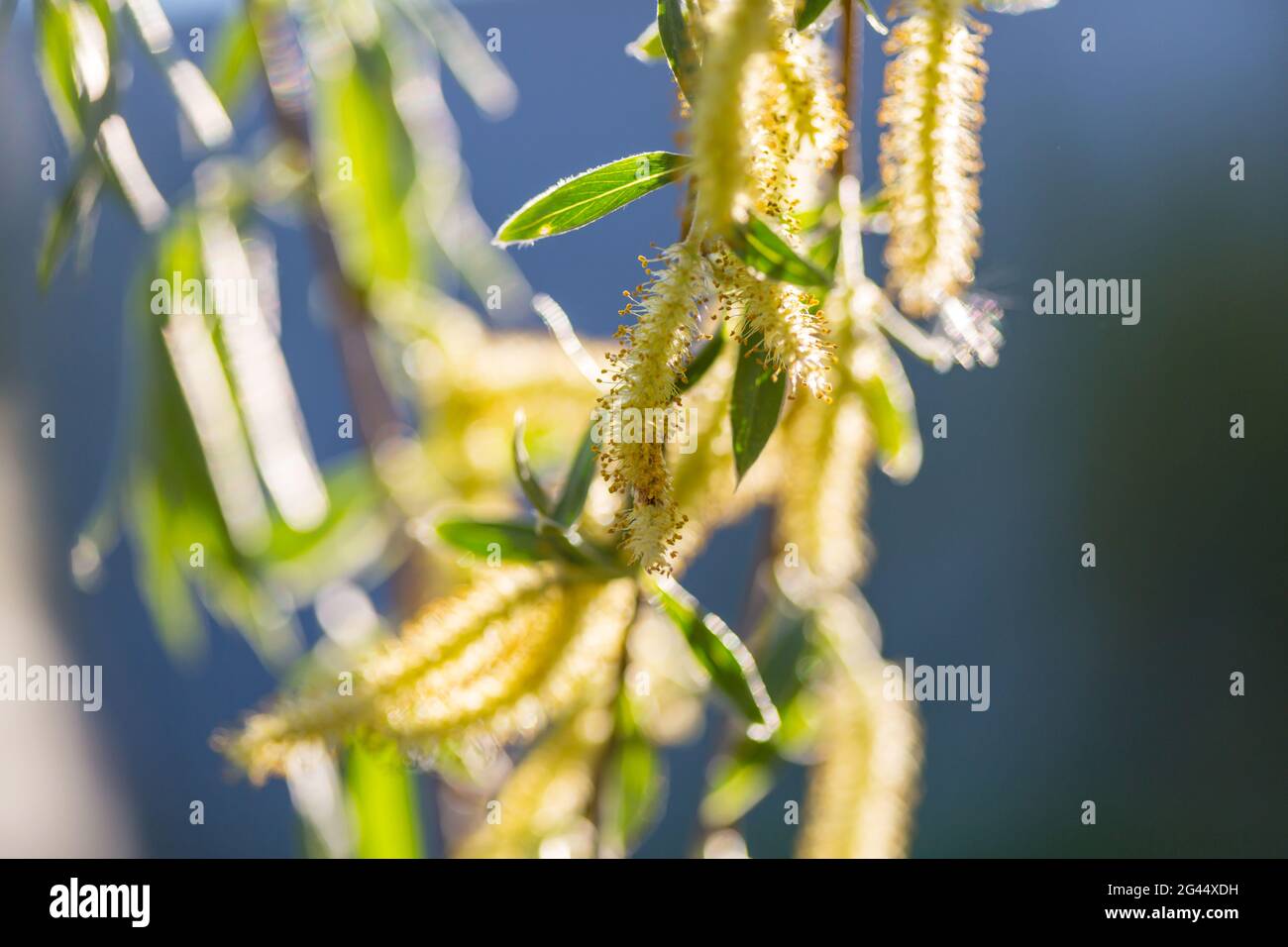 Willow Foto Stock