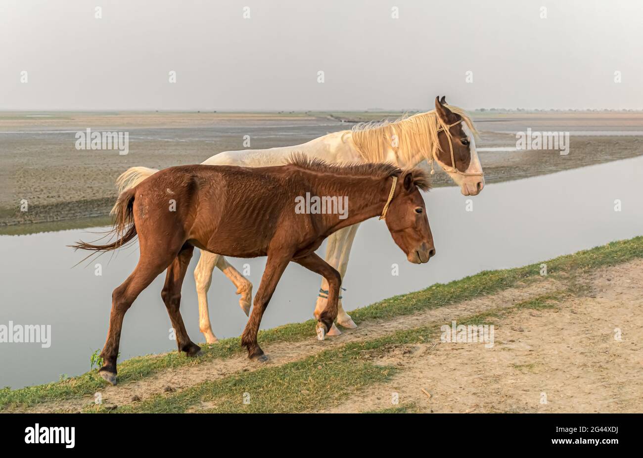 Due cavalli giovani e sani di diversa etnia, bianchi e marroni, passeggiando insieme in campagna e posando con fiducia lungo la riva del fiume Foto Stock