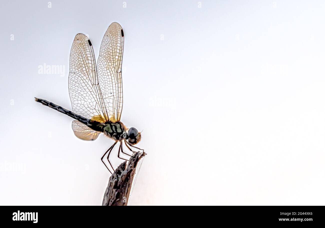 Macro foto di Dragonfly poggiato su punta di legno, con le ali aperte; su uno sfondo bianco isolato con dettagli di vene alari e membrane. Foto Stock