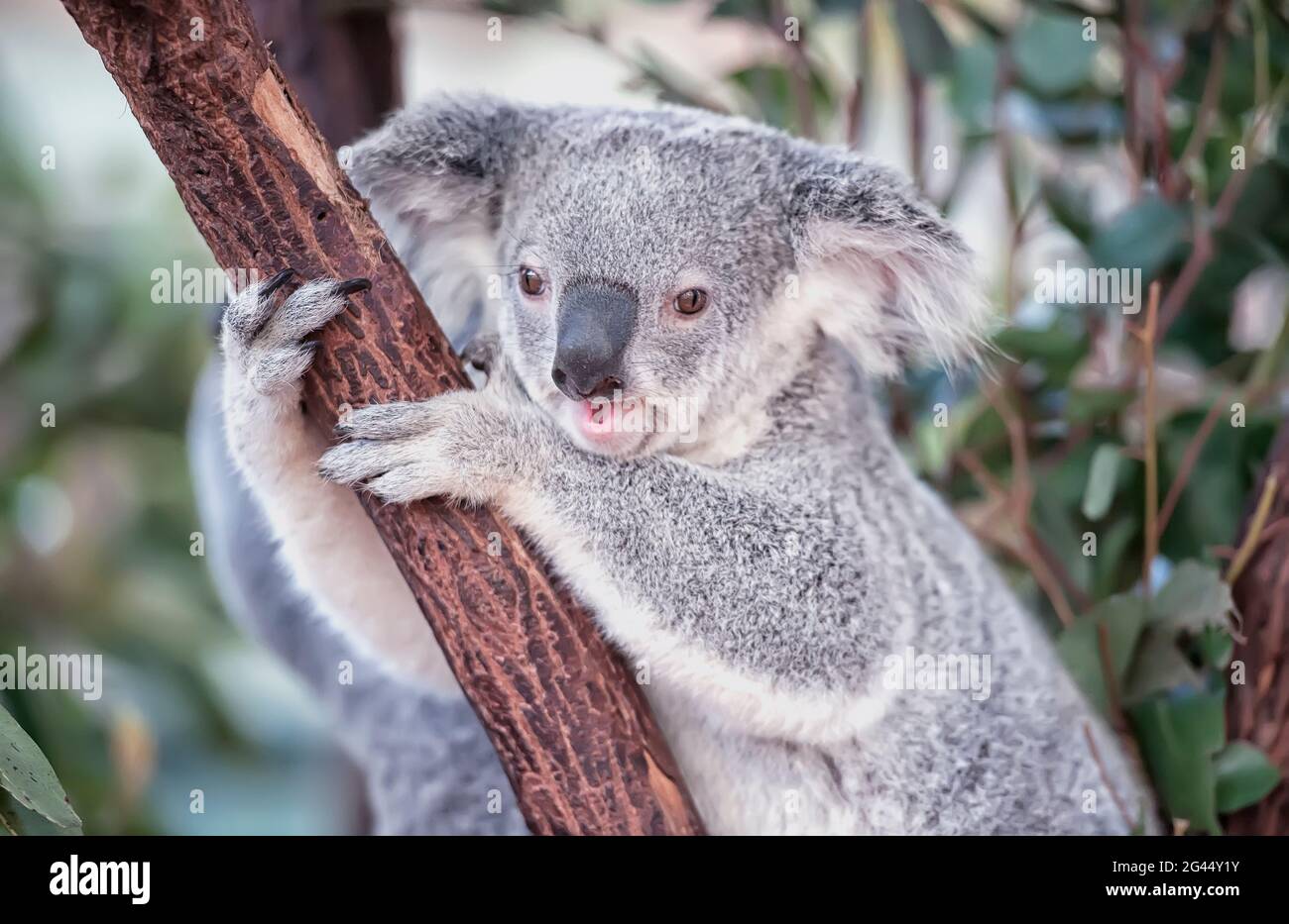 Koala (Phascolarctos Cinereous), Brisbane, Queensland, Australia Foto Stock