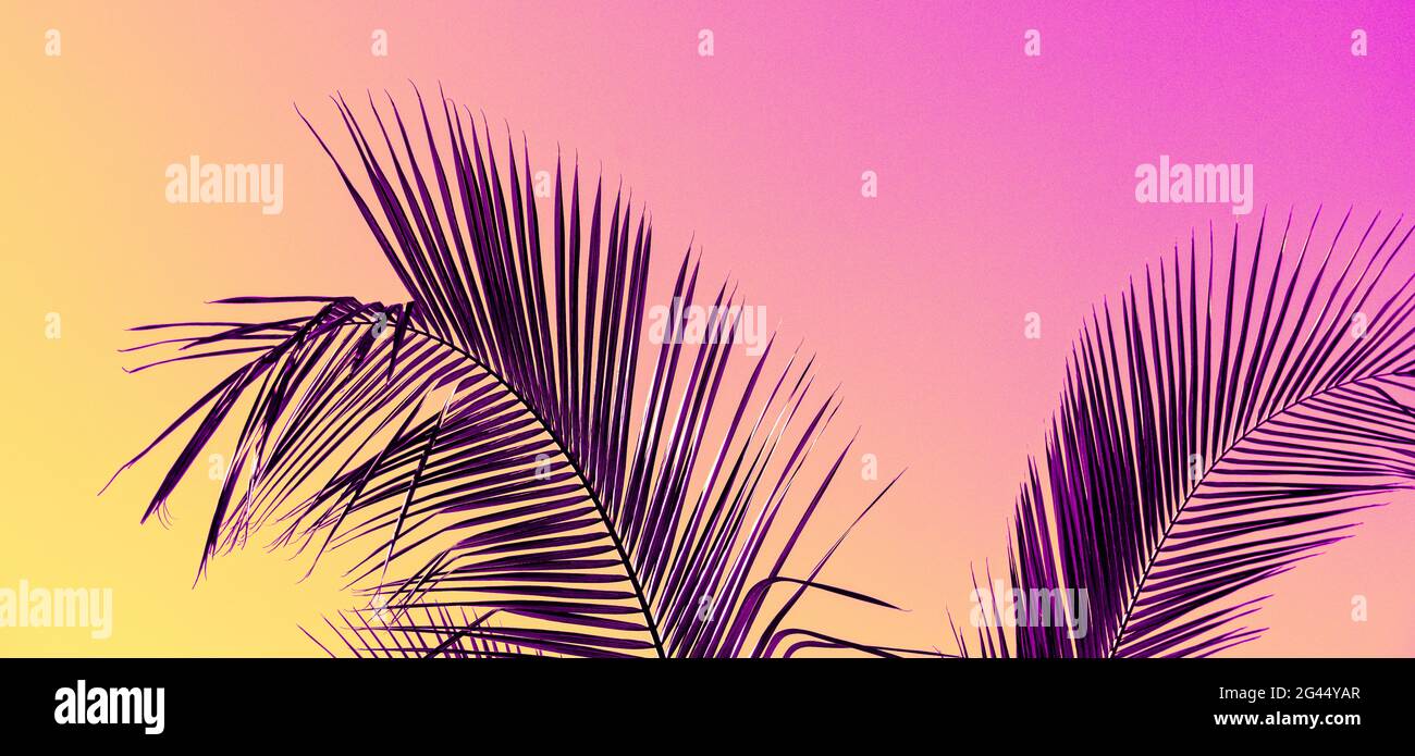 Fotografia di foglie di palma con manipolazione del colore Foto Stock