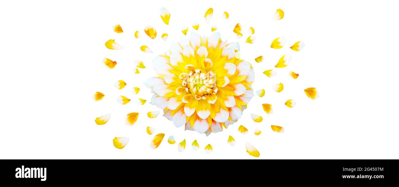 Fiori ed erbe. Composizione floreale creativa primaverile. Foto Stock