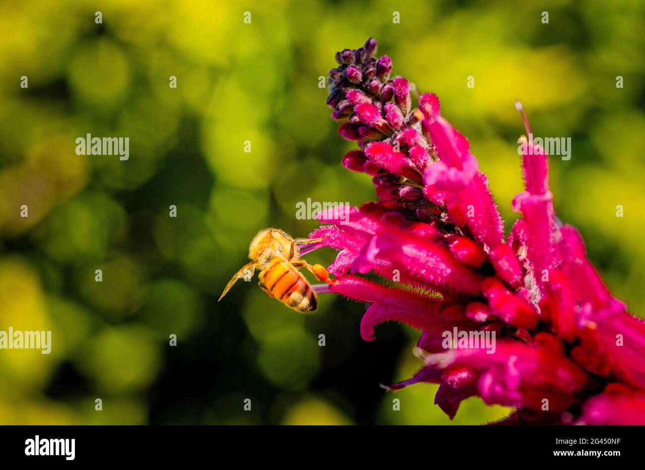 Primo piano di ape di miele su fiore rosa Foto Stock