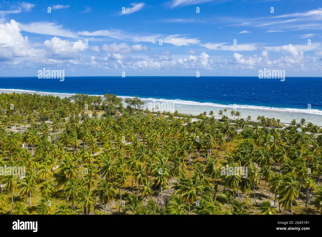 Vista aerea della piantagione di cocco, l'isola di Avatoru, l'atollo di Rangiroa, le isole Tuamotu, la Polinesia francese, Sud Pacifico Foto Stock