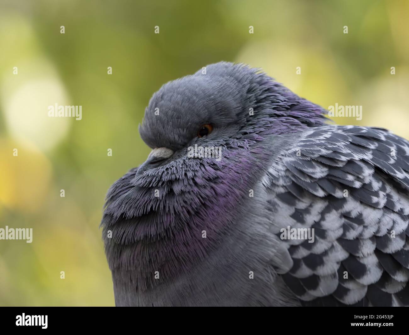 Un piccione viaggiatore pone di fronte alla lente della fotocamera Foto Stock