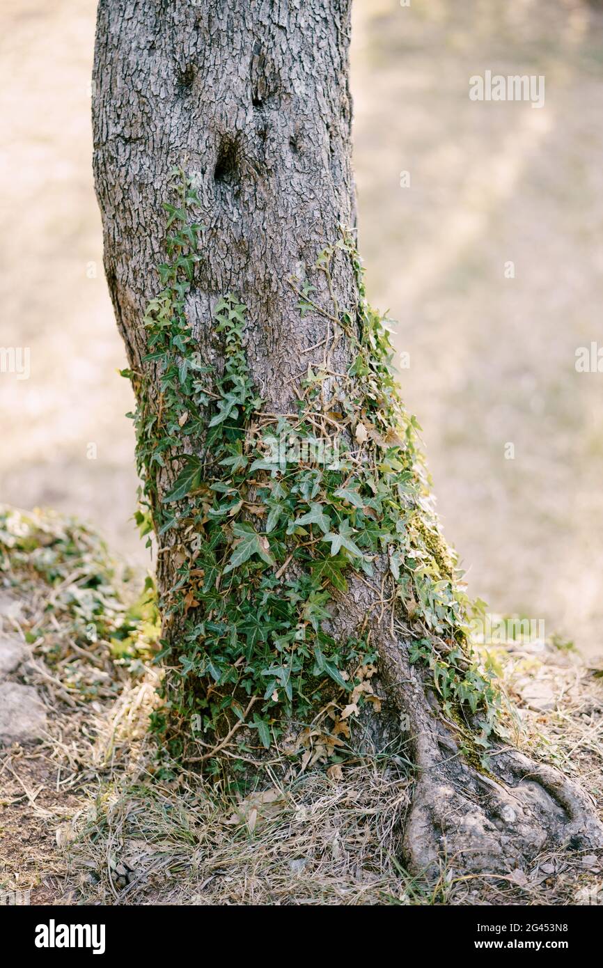 La base di un tronco di albero su terreno erboso secco, intrecciato con edera. Foto Stock