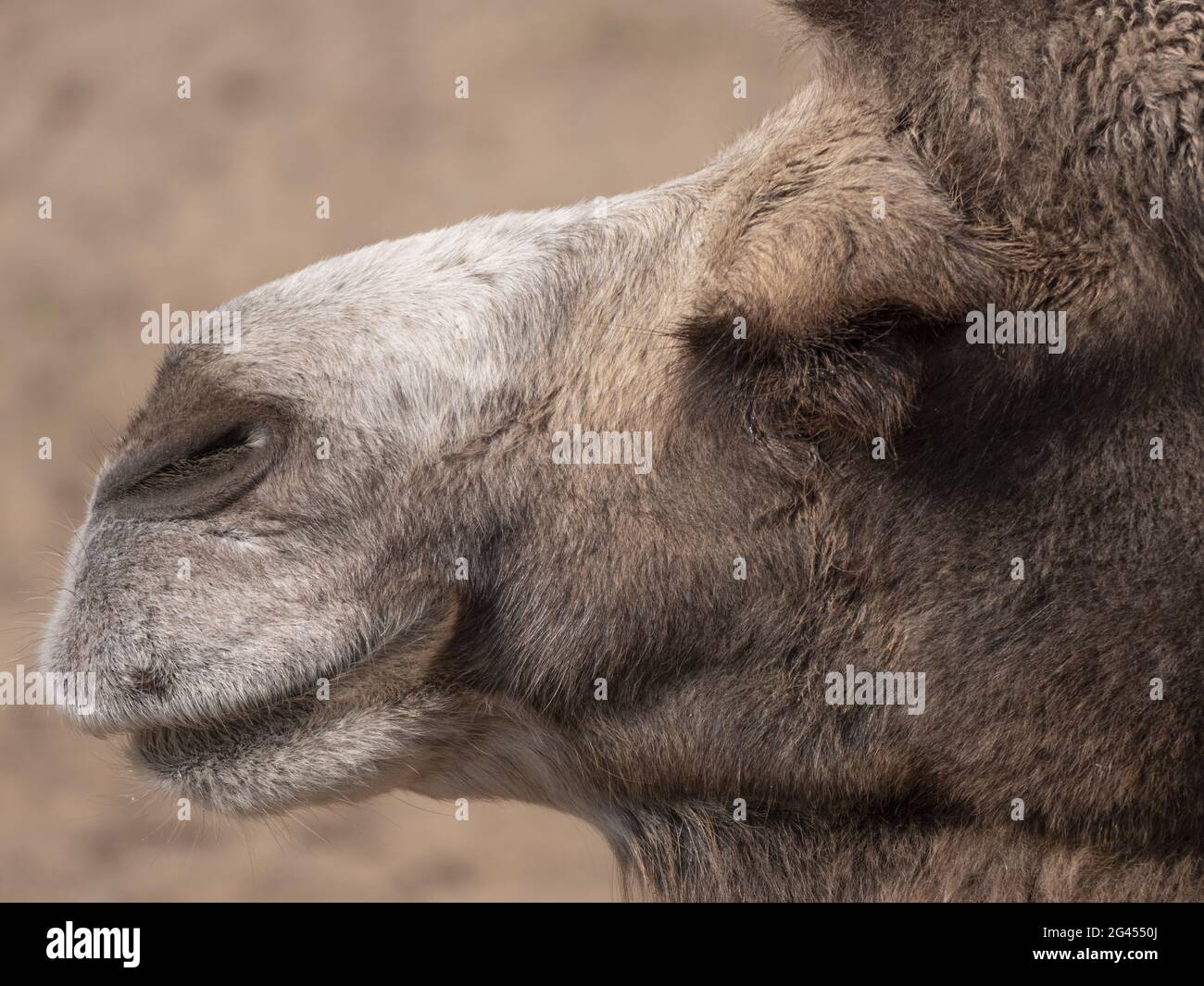 Ritratto di un grazioso cammello a due gobbi che riposa all'ombra Foto Stock
