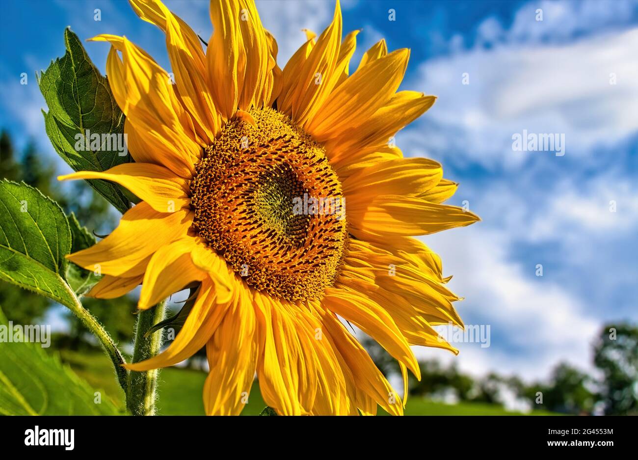 Girasoli in fiore contro il cielo blu Foto Stock