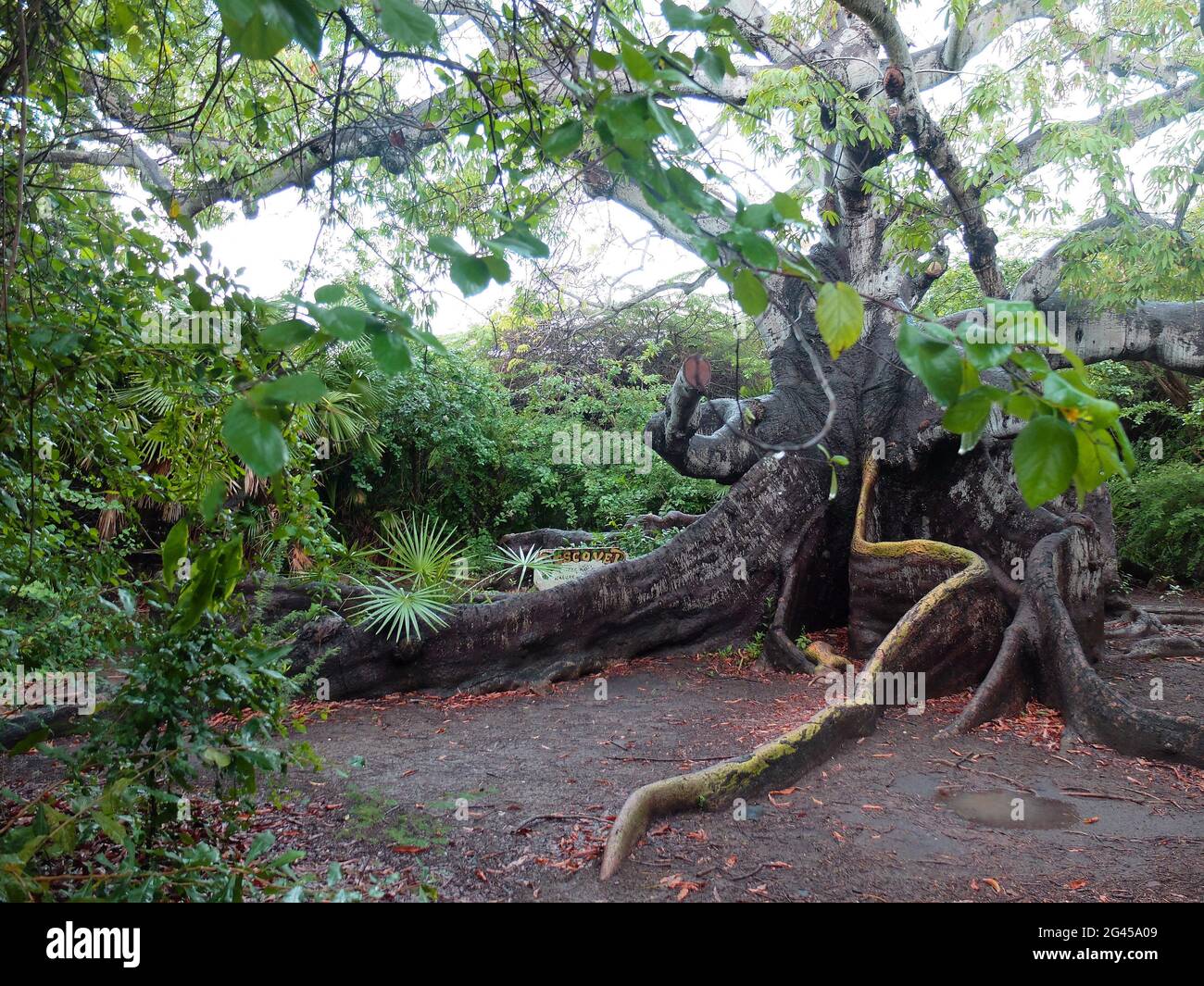 Barbiere, Curacao - 7 dicembre 2014 - UN punto di riferimento ben noto è il parroco Hofi (Pastor's Orchard), con un albero kapok di 800 anni Foto Stock