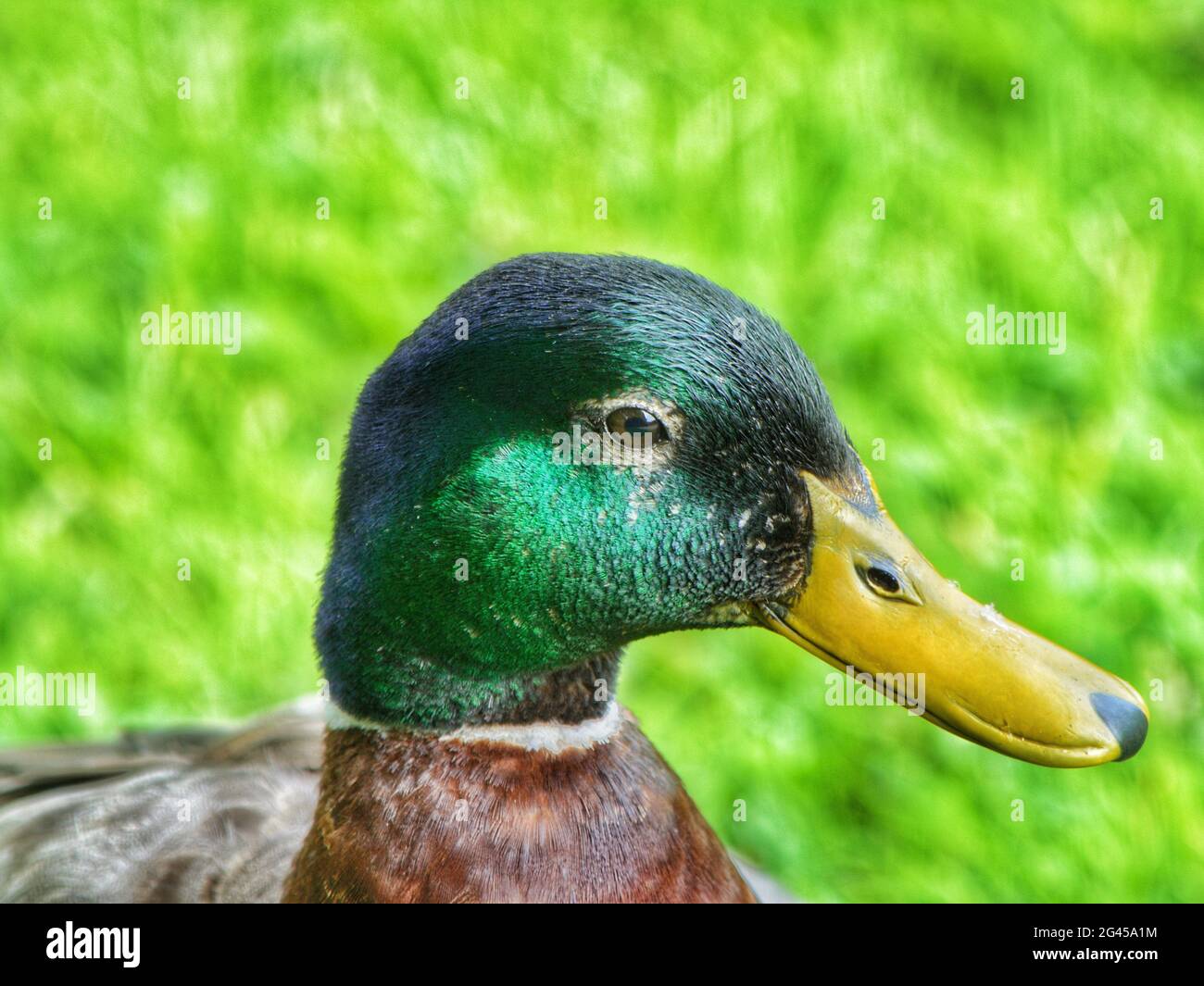 Anatra dall'Inghilterra Foto Stock