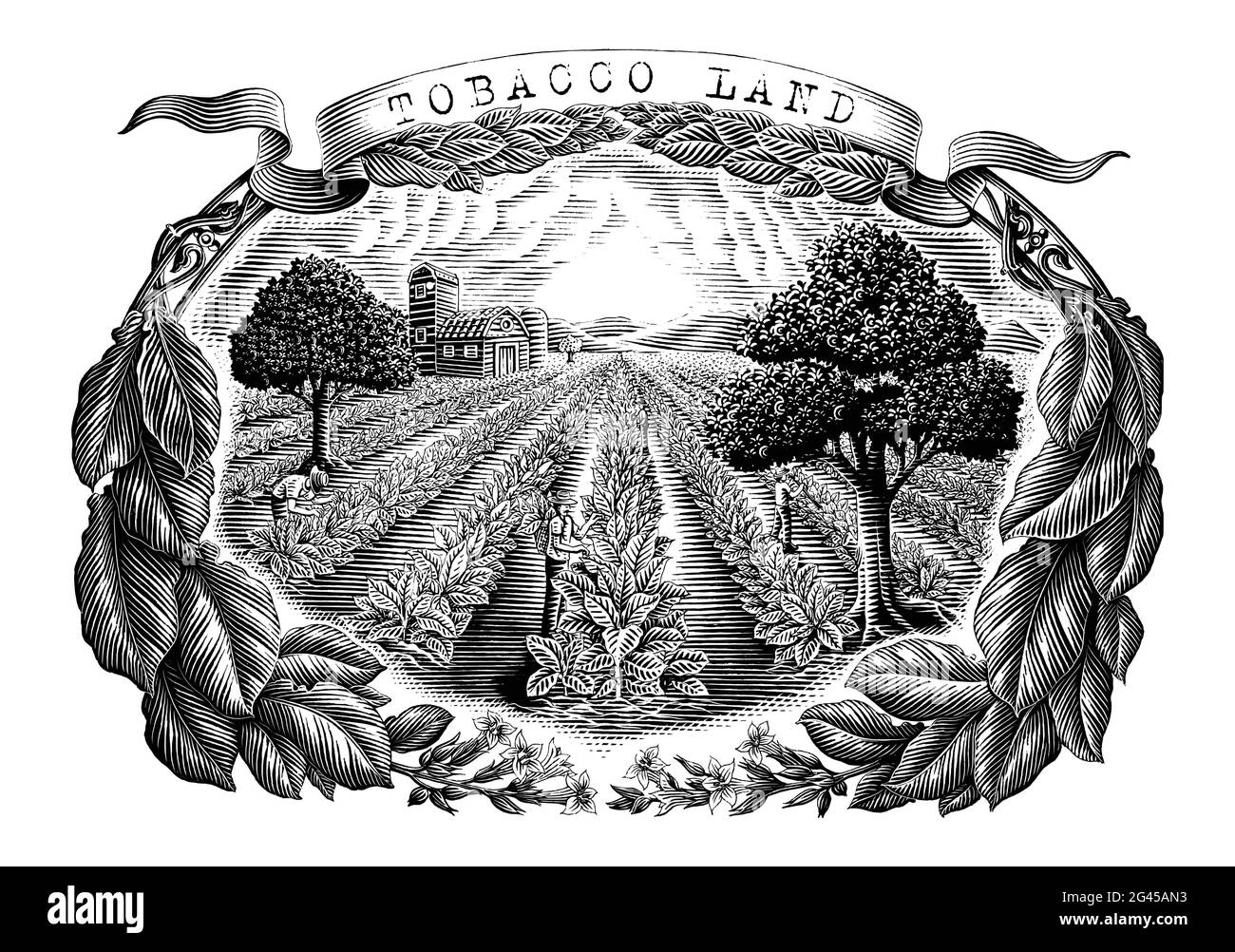 Tobacco terra mano disegnare vintage incisione stile nero e bianco clip art isolato su sfondo bianco Illustrazione Vettoriale