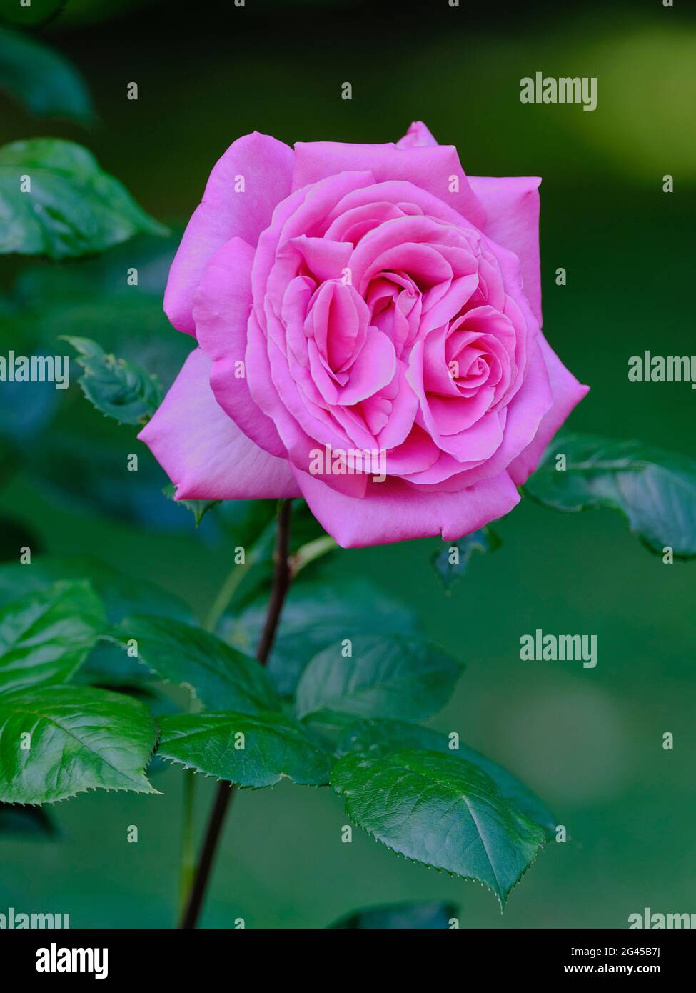 Rosa rosa in piena fioritura con foglie verdi su uno sfondo sfocato a Bratislava, Slovacchia. Foto Stock