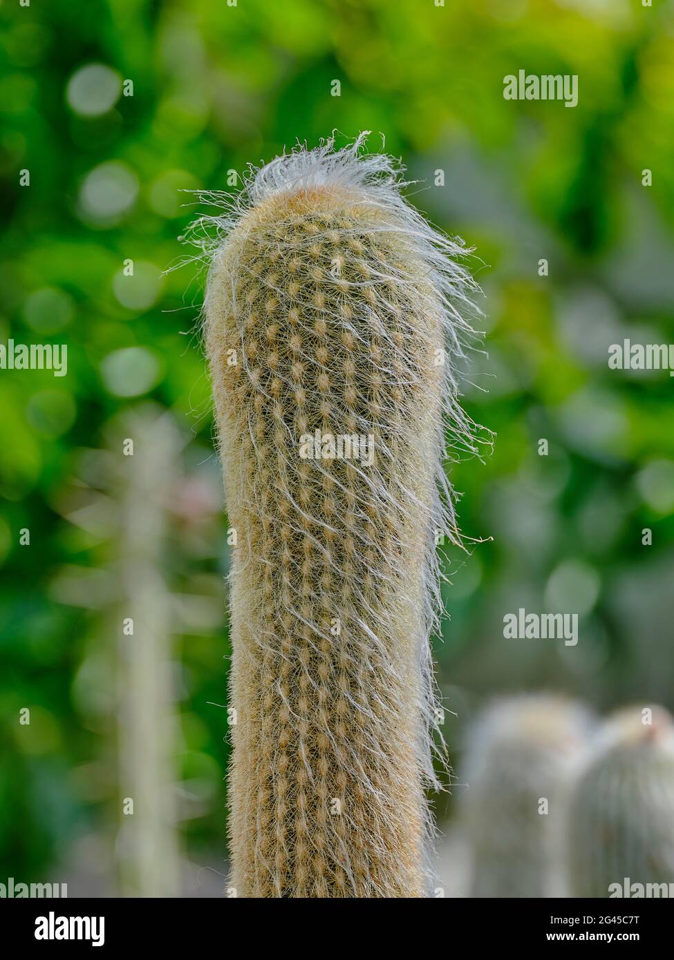 Primo piano di un peloso cactus colonnare con spine bianche su un morbido sfondo verde del giardino. Foto Stock