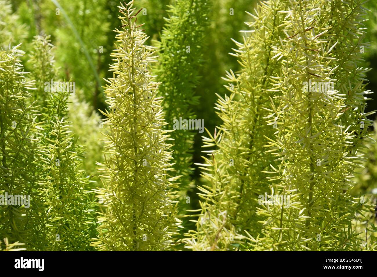 asparagi felce, asparagi, asparagi densiflorus Foto Stock