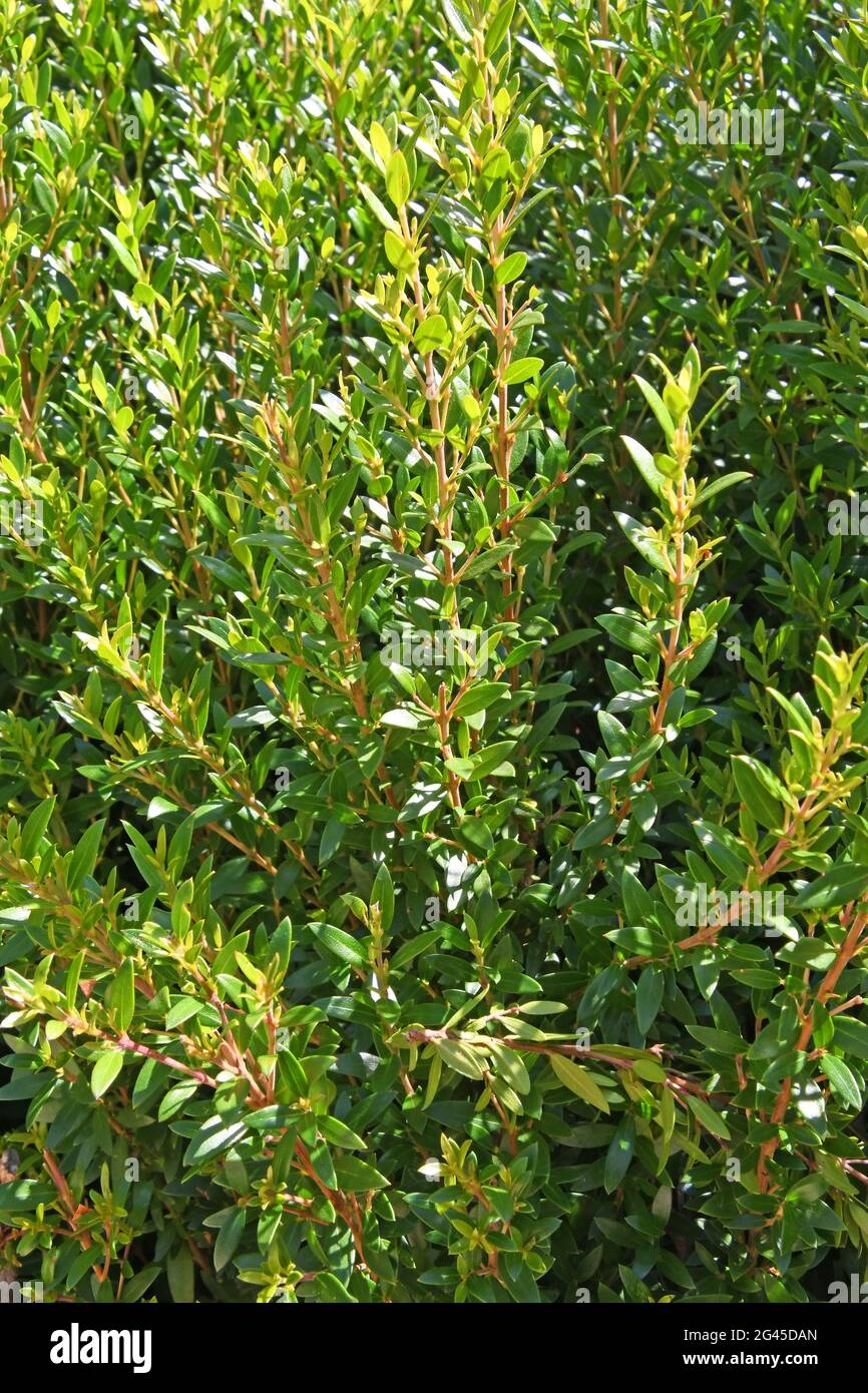 Myrtus communis, il mirto comune, il mirto vero Foto Stock