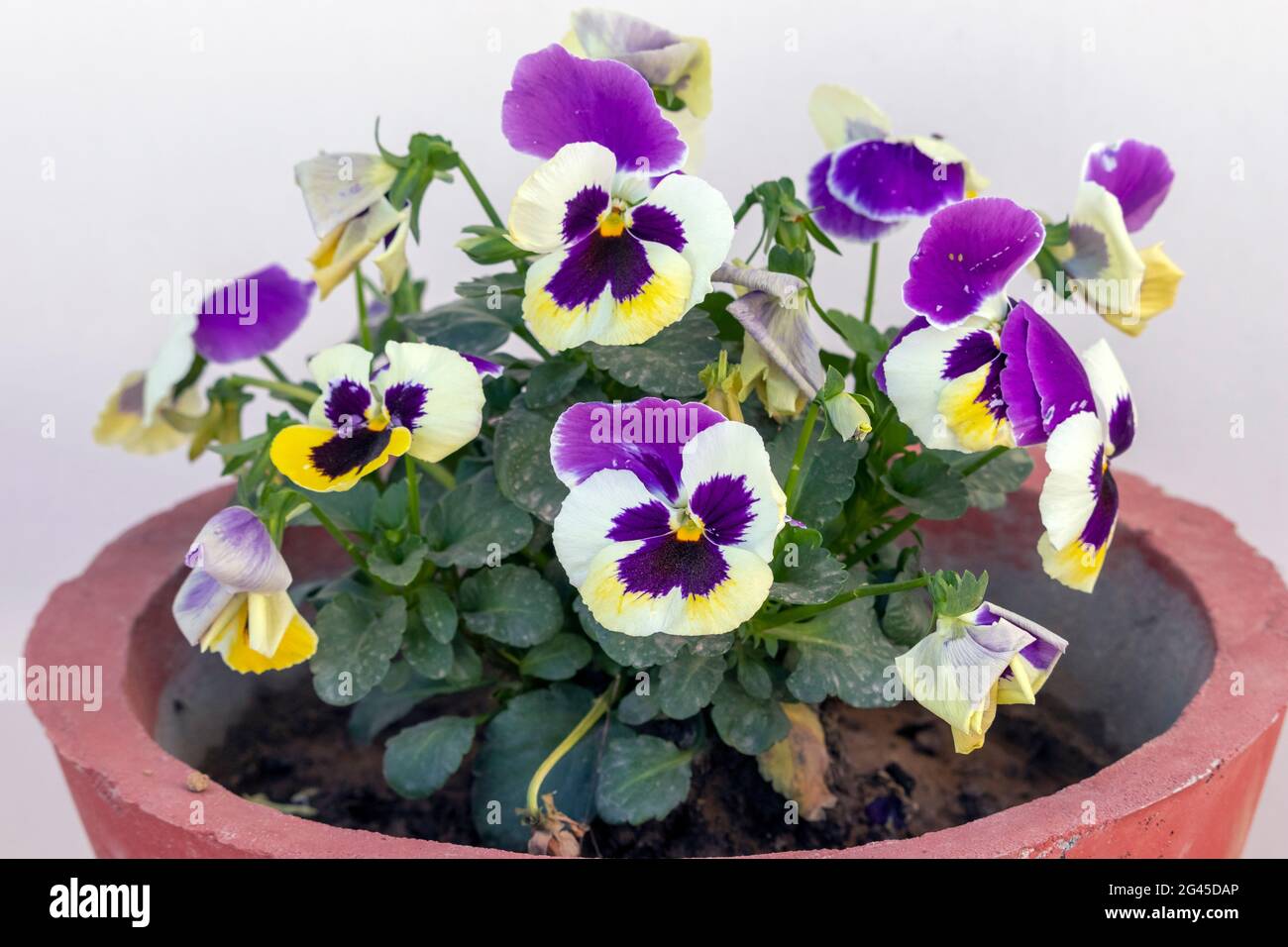 Una pianta piena di bei fiori viola bianco e giallo Giardino Pansies (Viola tricolore) sul giardino terrazza. Foto Stock