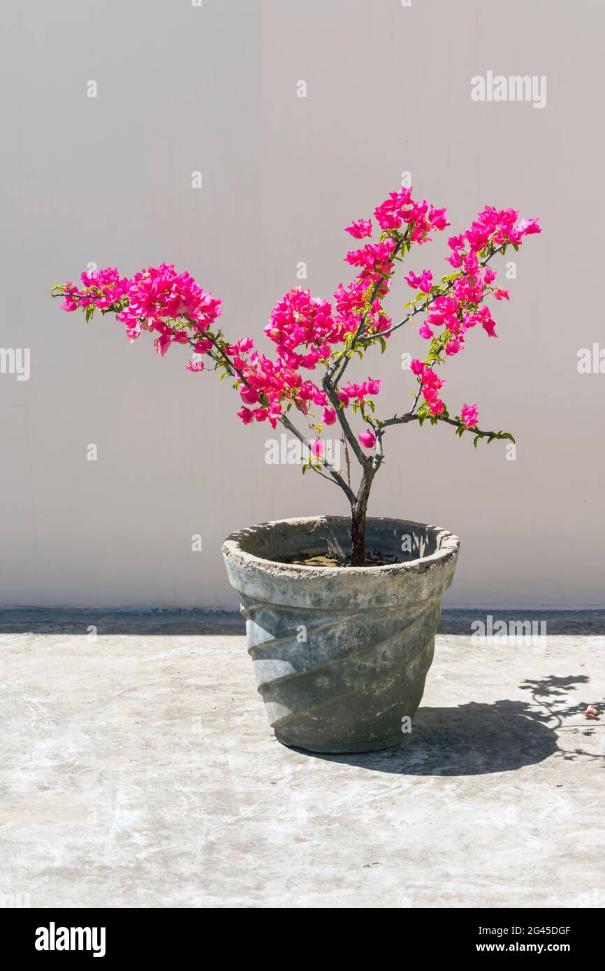 Una bella Bougainvillea (fiore di carta rosa) più showiest vite su terrazza giardino Foto Stock