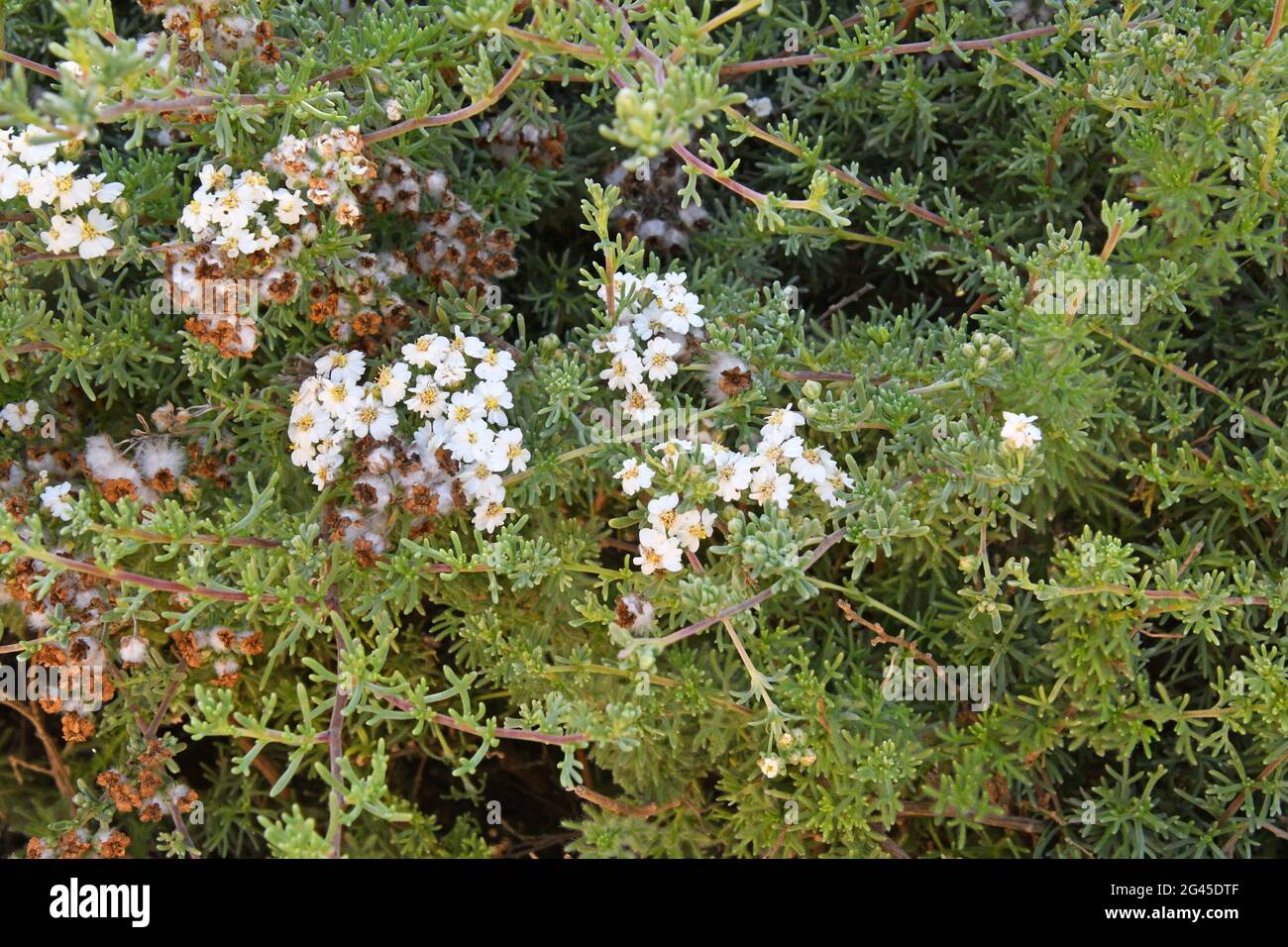 Rosmarino selvatico, Eriocephalus africanus Foto Stock