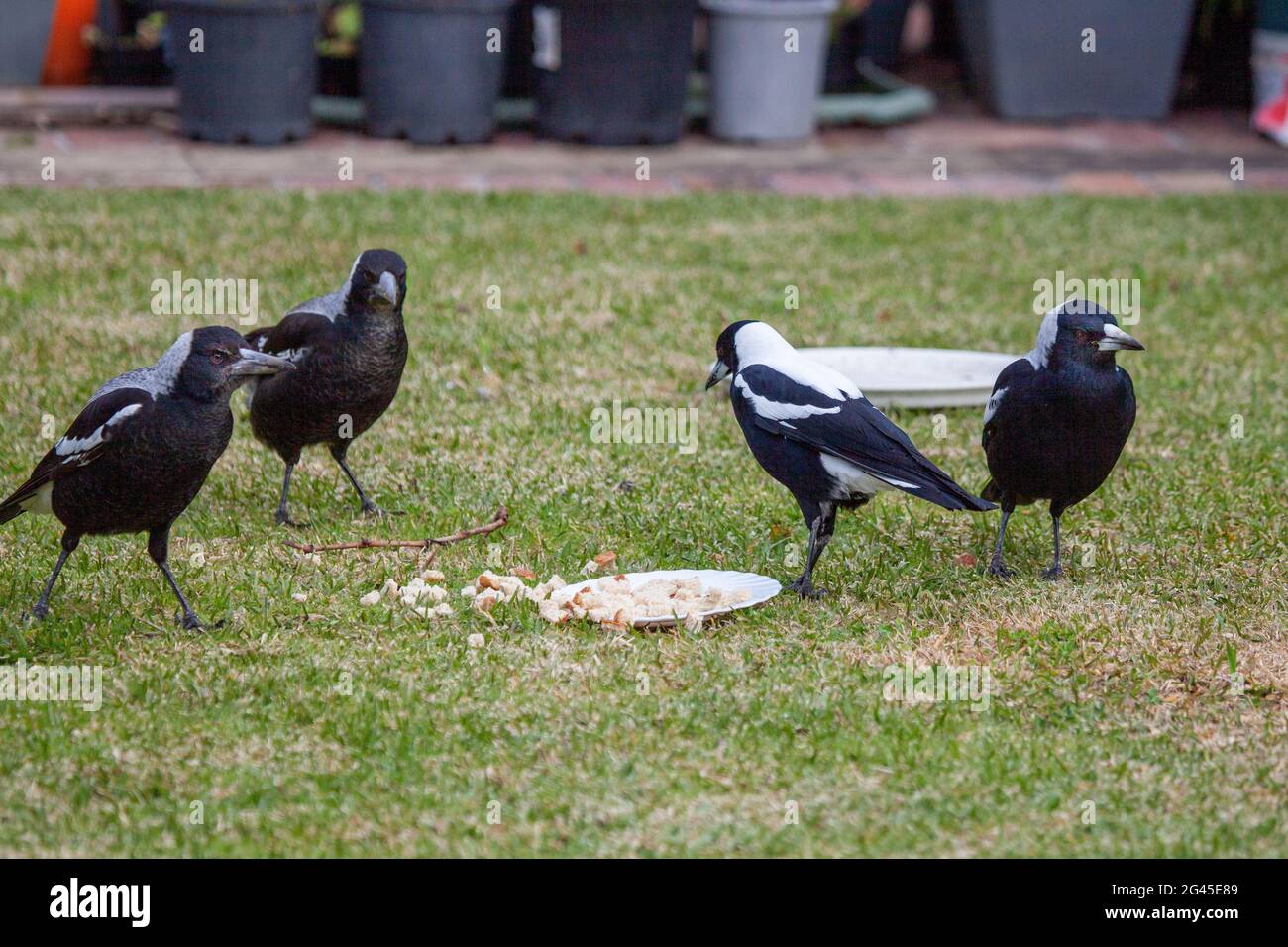 I Magpies australiani Foto Stock