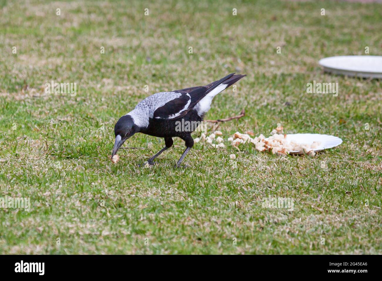 I Magpies australiani Foto Stock