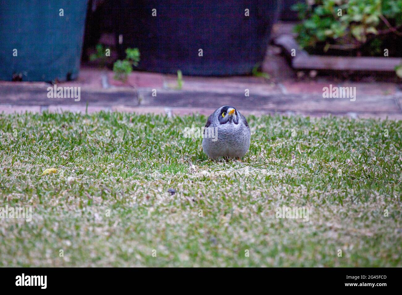 Noisy Miners - Australia Foto Stock