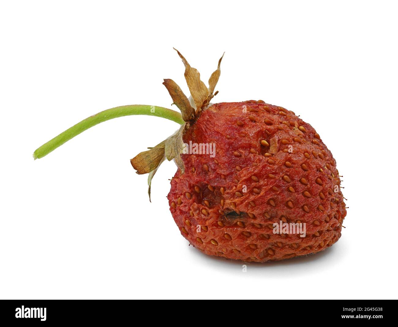 singola fragola marcio isolata su sfondo bianco Foto Stock
