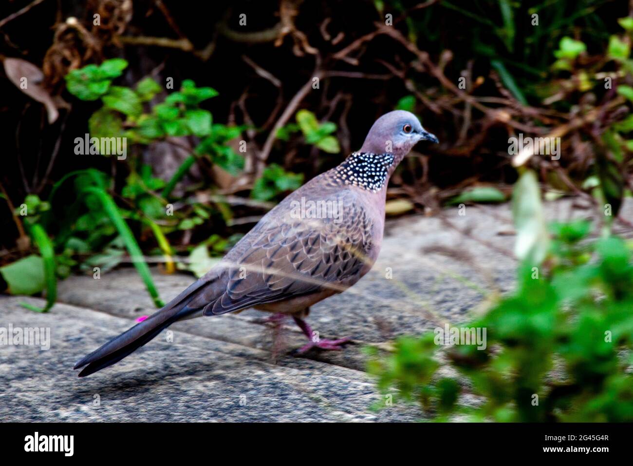 Wild dove - puntato Foto Stock