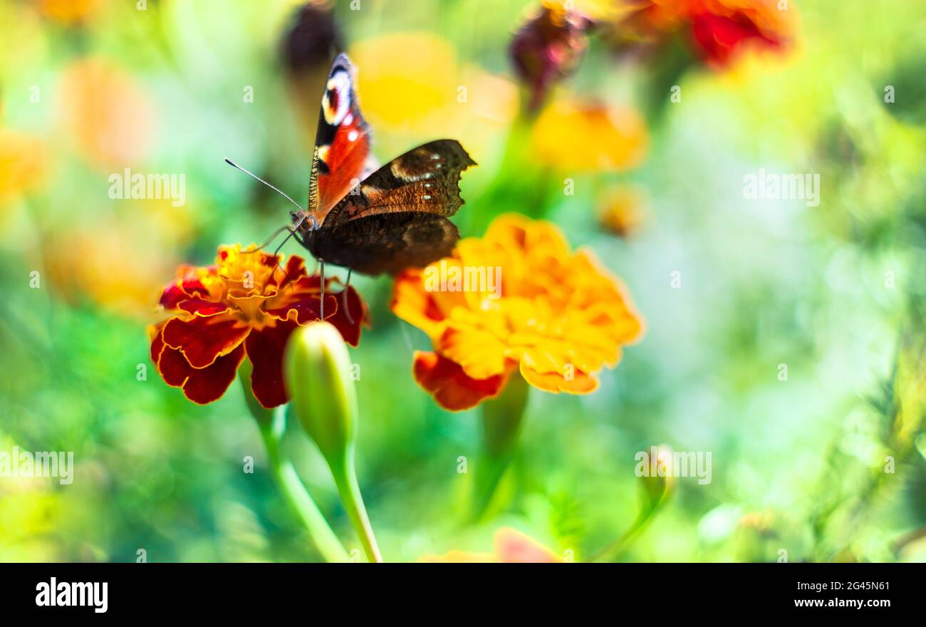 Farfalla europea di pavone che raccoglie polline sui fiori Foto Stock