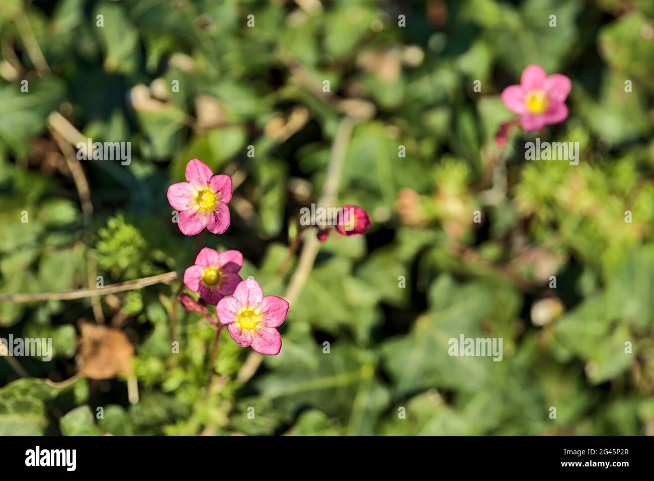 Closeup vista sfocata di minuscoli cinque petali rosa geranio selvatico (Geranium maculatum) fiori con centri gialli che crescono lungo Ballycorus Road, Co. Dublino Foto Stock