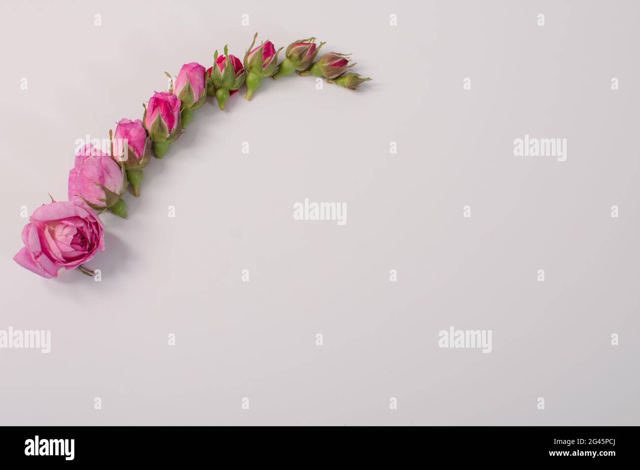 un gruppo di boccioli di fiori da grandi a piccoli. mock up Foto Stock