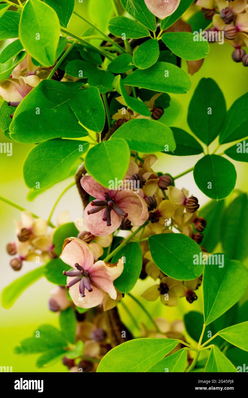 Akebia quinata, cinque foglie di cioccolato Vine Foto Stock