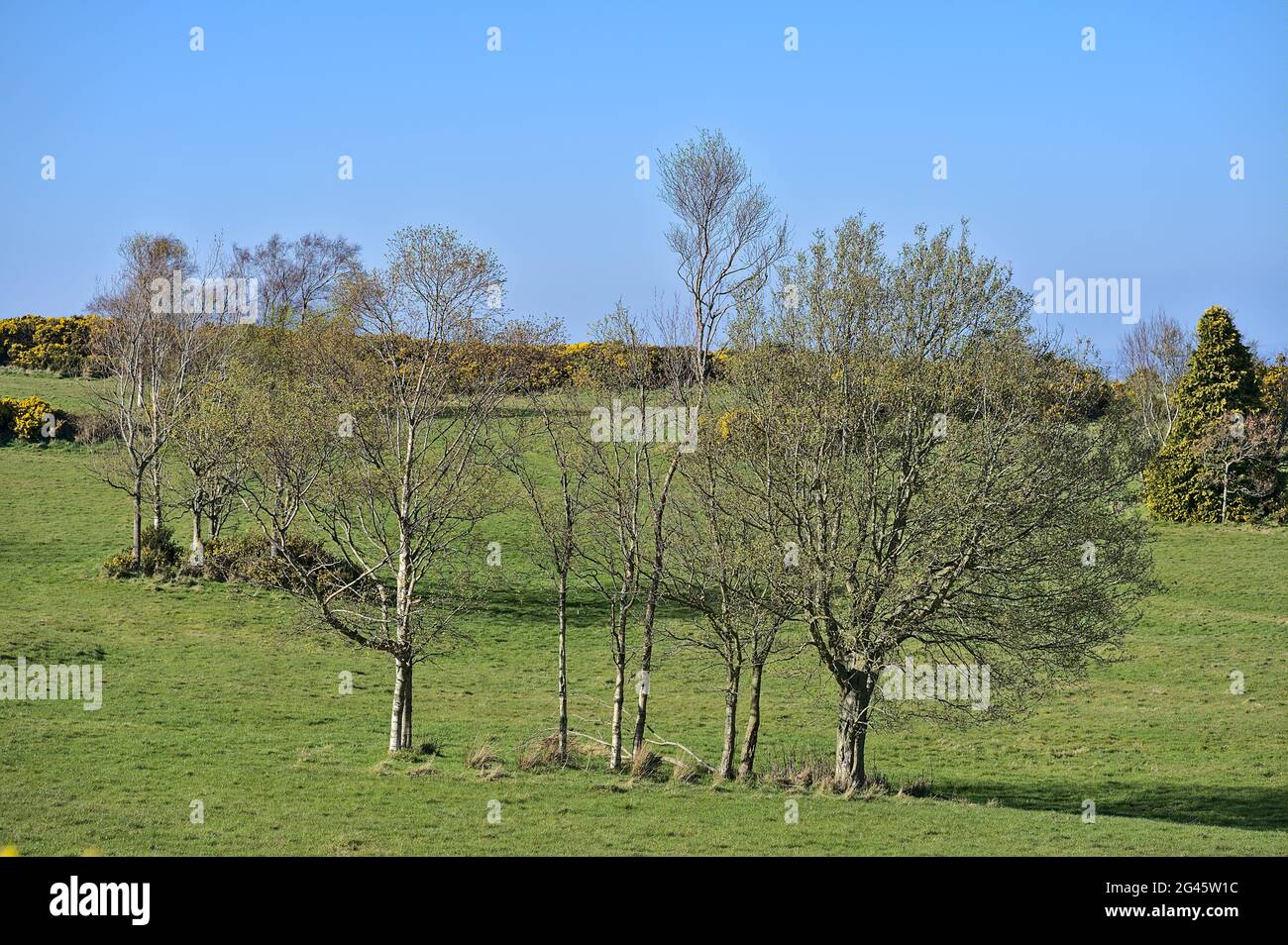 Bella luminosa vista selettiva di gruppi di alberi diversi che crescono su prati primavera con ombre, Ballycorus, Co. Dublino, Irlanda. Paesaggio irlandese. Foto Stock