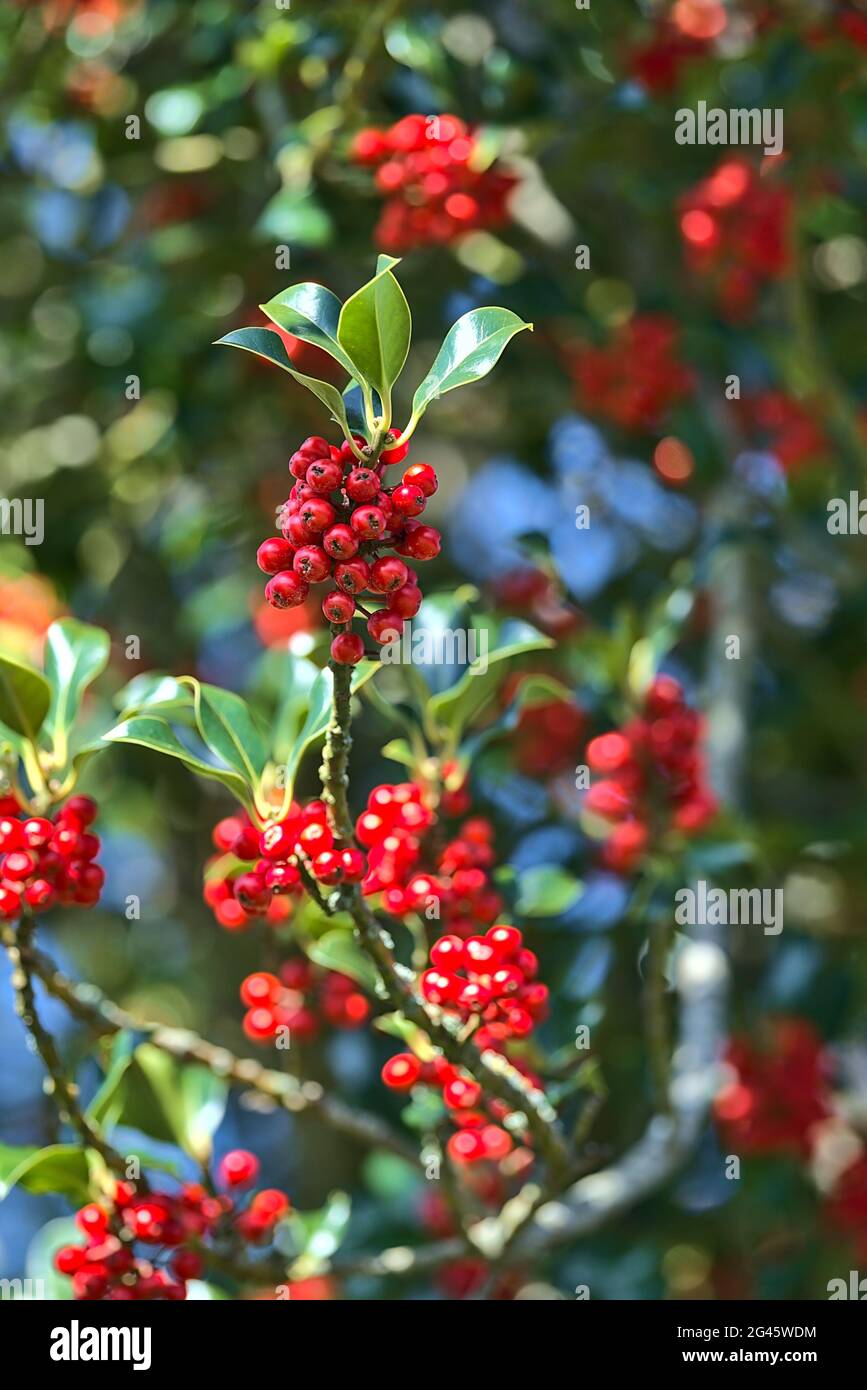 Bellissimo sfondo luminoso di bacche di primavera rosso di agrifoglio (Ilex) con foglie di verde scuro, Co. Dublino, Irlanda. Alta risoluzione. Messa a fuoco morbida Foto Stock