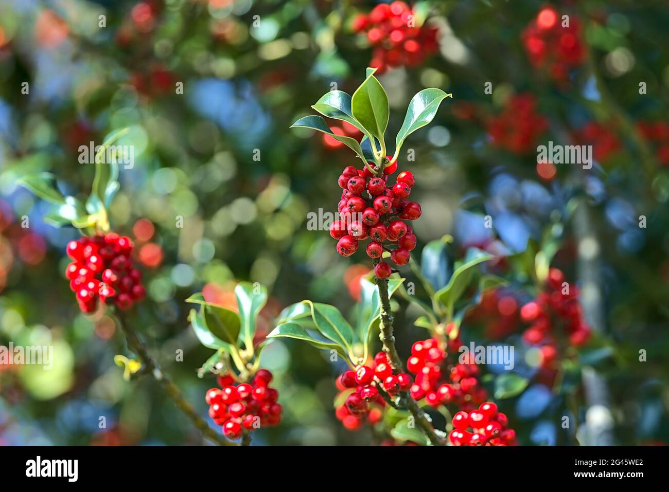 Bellissimo sfondo luminoso di bacche di primavera rosso di agrifoglio (Ilex) con foglie di verde scuro, Co. Dublino, Irlanda. Alta risoluzione. Messa a fuoco morbida Foto Stock