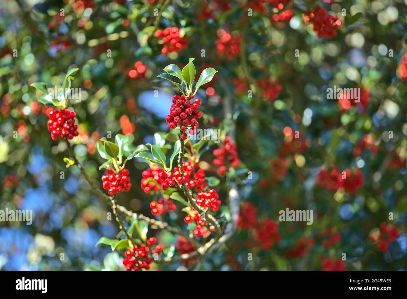 Bellissimo sfondo luminoso di bacche di primavera rosso di agrifoglio (Ilex) con foglie di verde scuro, Co. Dublino, Irlanda. Alta risoluzione. Messa a fuoco morbida Foto Stock