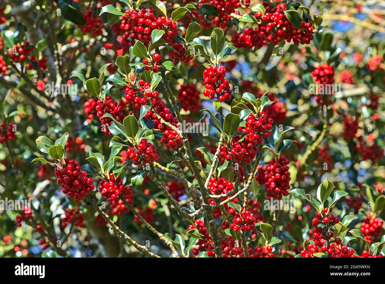Bellissimo sfondo luminoso di bacche di primavera rosso di agrifoglio (Ilex) con foglie di verde scuro, Co. Dublino, Irlanda. Alta risoluzione. Messa a fuoco morbida Foto Stock