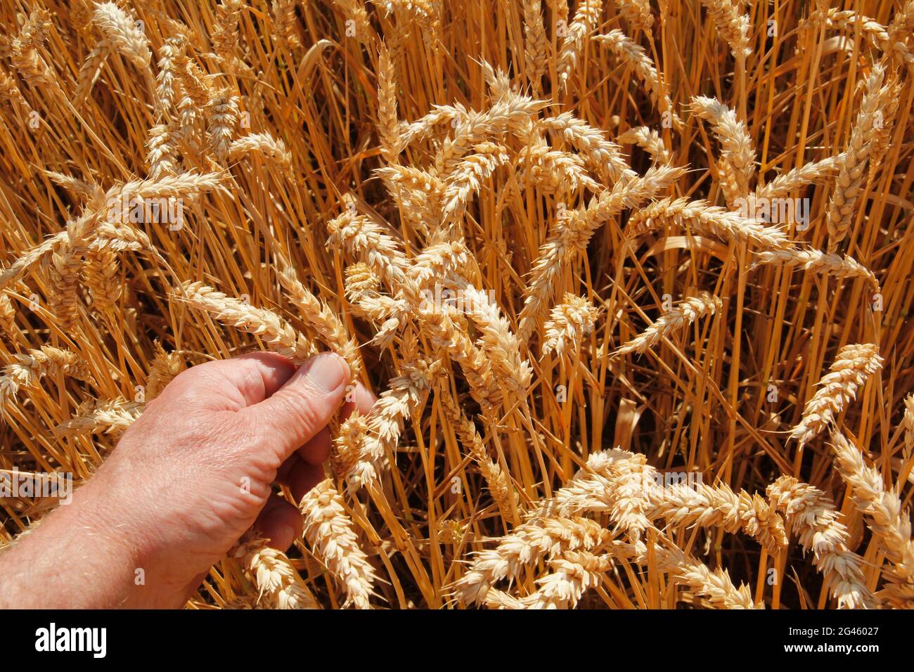 Grano. Triticum. Foto Stock