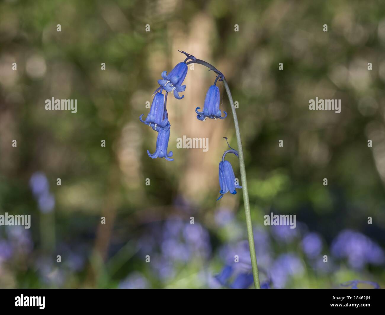 Un singolo stelo isolato in primo piano dettaglio arcuando Bluebells inglese a livello del suolo profilo su sfondo bokeh luminoso Foto Stock