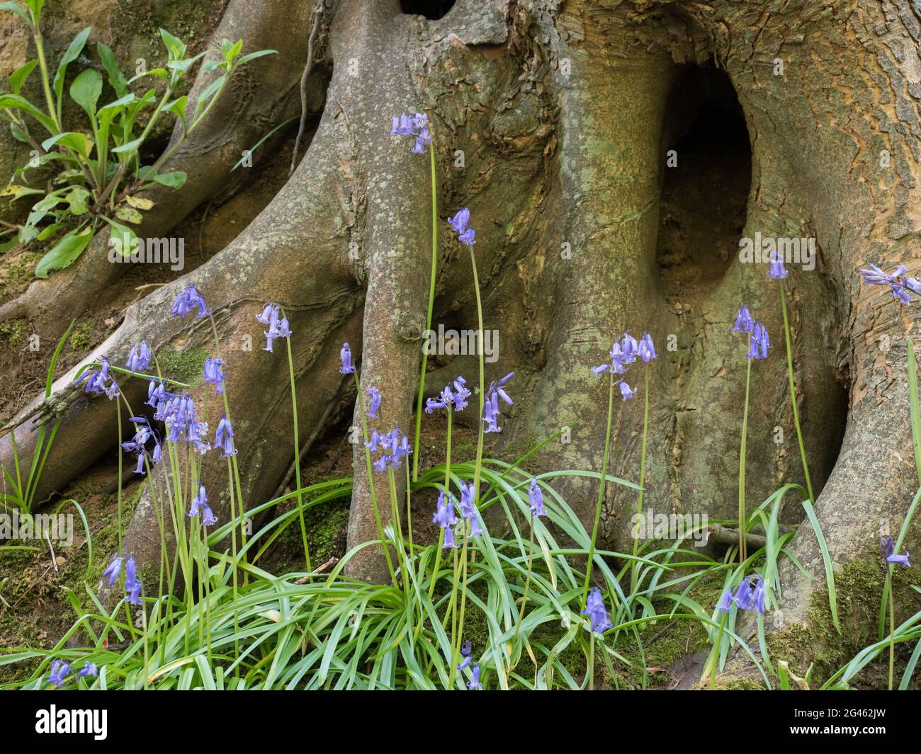Bluebells inglese ai piedi di antiche radici di alberi gnarly sul lato di una banca Foto Stock