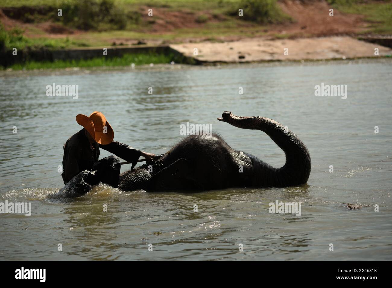 Un mahout che bagna un elefante sotto la sua cura al centro di riabilitazione degli elefanti di Sumatran nel Parco Nazionale di Kambas, Indonesia. Foto Stock