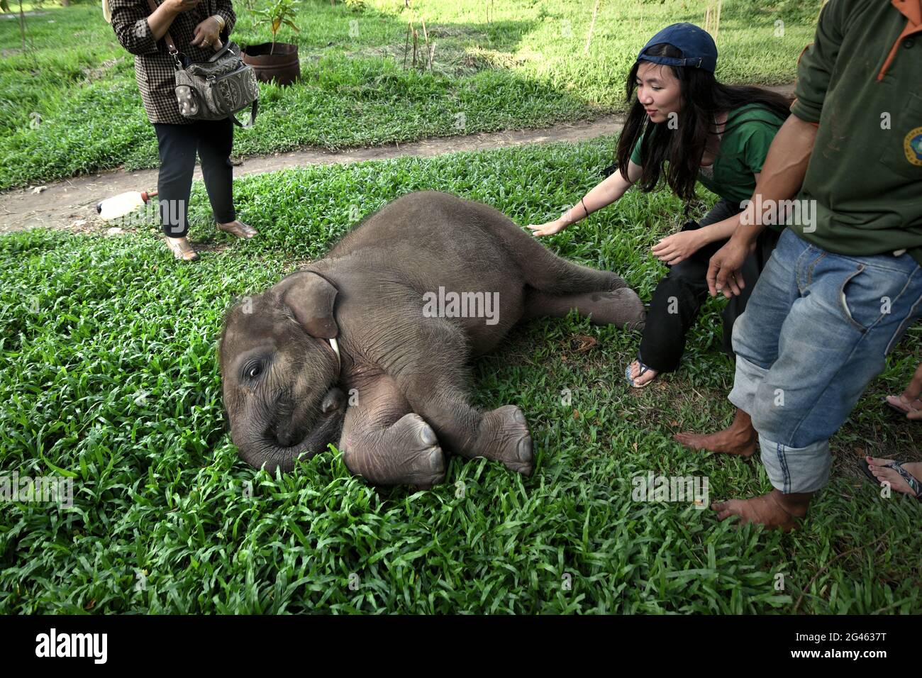 Un lavoratore volontario che conforta un elefante del bambino al centro di riabilitazione dell'elefante di Sumatran in modo Kambas National Park, Indonesia. Foto Stock