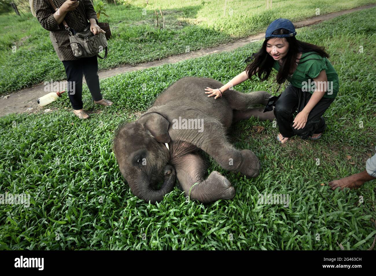 Un lavoratore volontario che conforta un elefante del bambino al centro di riabilitazione dell'elefante di Sumatran in modo Kambas National Park, Indonesia. Foto Stock