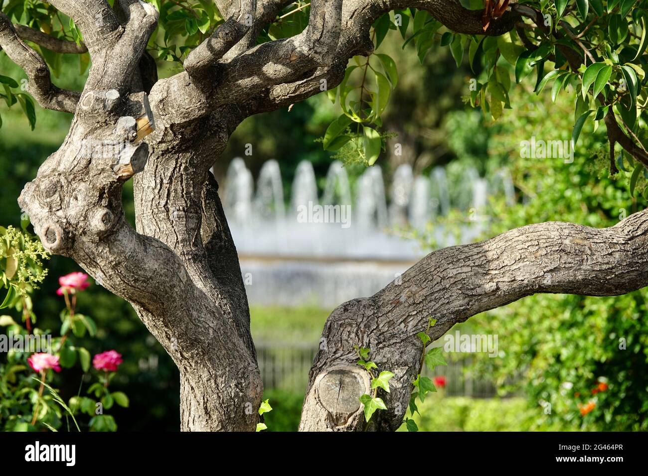 Vista di una fontana tra i rami di un albero nel parco Foto Stock