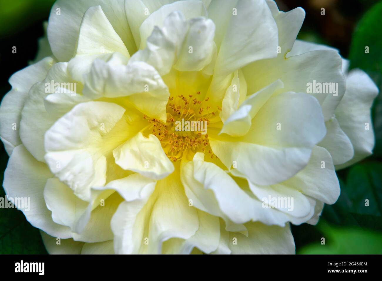 Fiore della Rosa Bianca di York (Rosa alba semiplena; tedesco: Weiße Bauernrose) Foto Stock