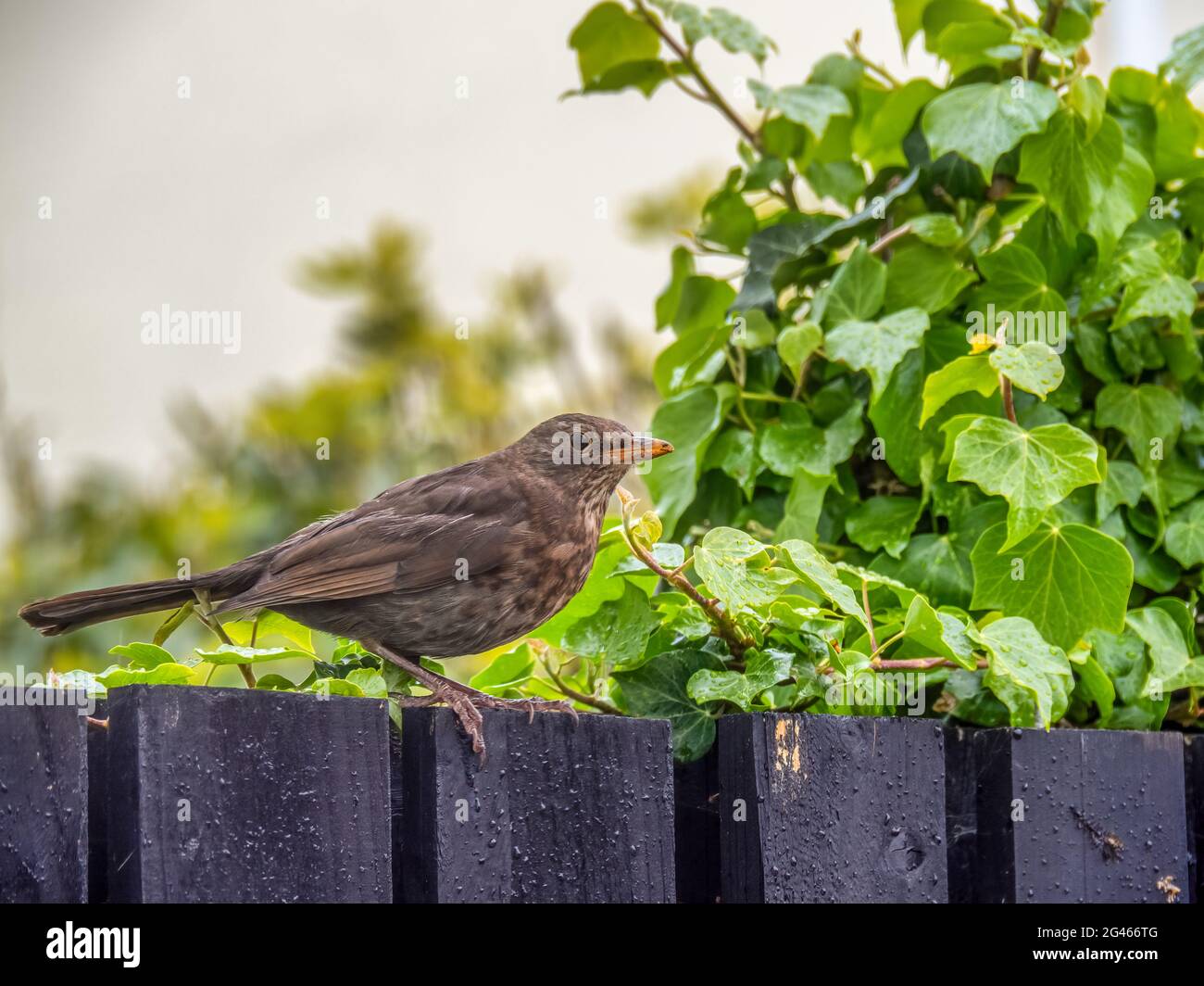 Femmina uccello nero aka Turdus merula arroccato su recinzione giardino di legno. Foto Stock