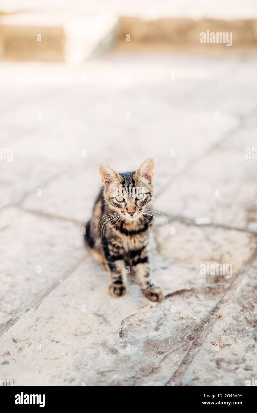 Gatti nella vecchia città di Budva, Kotor, Dubrovnik. La Croazia e il MON Foto Stock