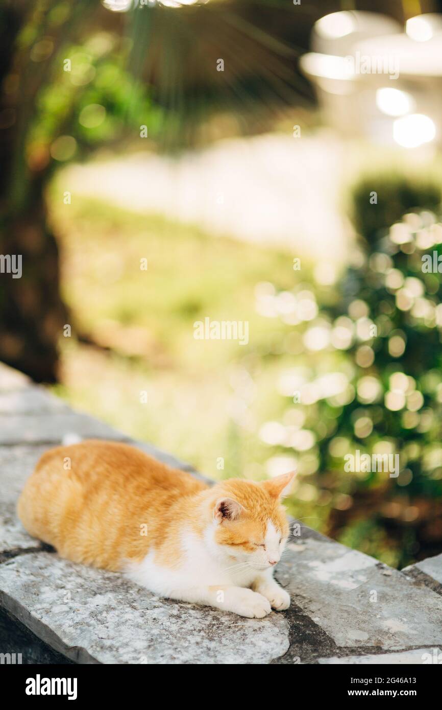 Gatti nella vecchia città di Budva, Kotor, Dubrovnik. La Croazia e il MON Foto Stock