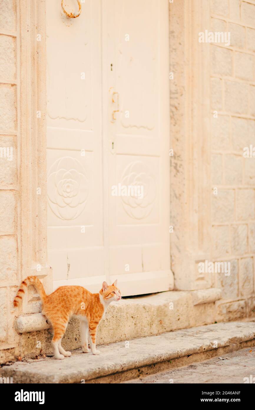 Gatti nella vecchia città di Budva, Kotor, Dubrovnik. La Croazia e il MON Foto Stock