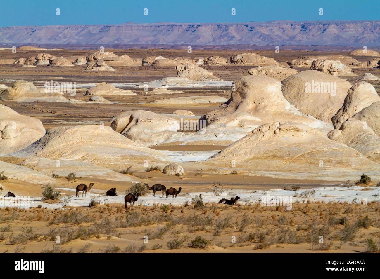 Il deserto Bianco a Farafra nel Sahara d'Egitto Foto Stock