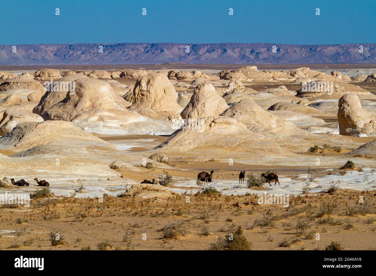 Il deserto Bianco a Farafra nel Sahara d'Egitto Foto Stock